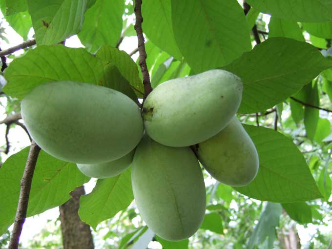 Paw Paw Fruit Tree (Indian Banana) Asimina Triloba Flower Seeds