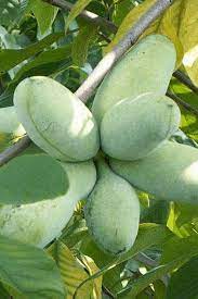 Cultivated/Improved Pawpaw (Asimina triloba) Seeds