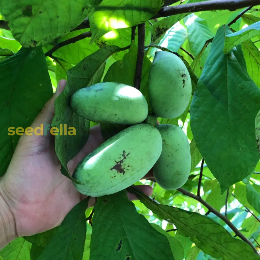 Pawpaw Fruit Seeds For Planting Grow Exotic Tropical Fruit At Home heirloom non-gmo organic garden seeds