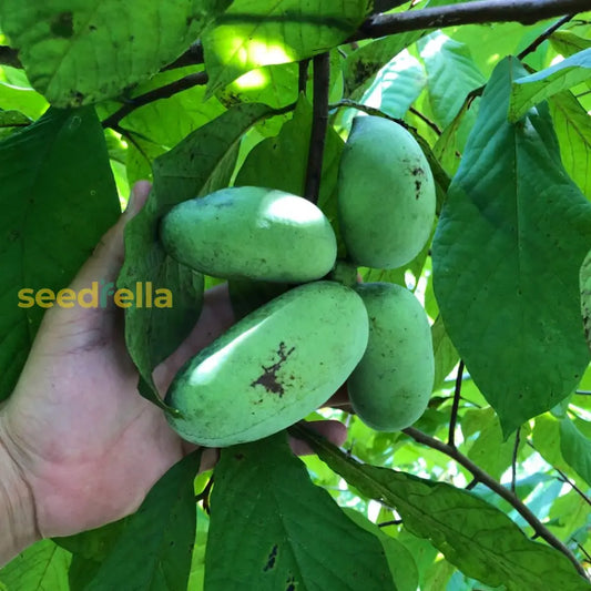 Pawpaw Fruit Seeds For Planting Grow Exotic Tropical Fruit At Home heirloom non-gmo organic garden seeds