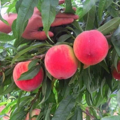 Sweet Yellow Peach Bonsai Seeds – Create Your Own Bonsai with Sweet Yellow Peaches