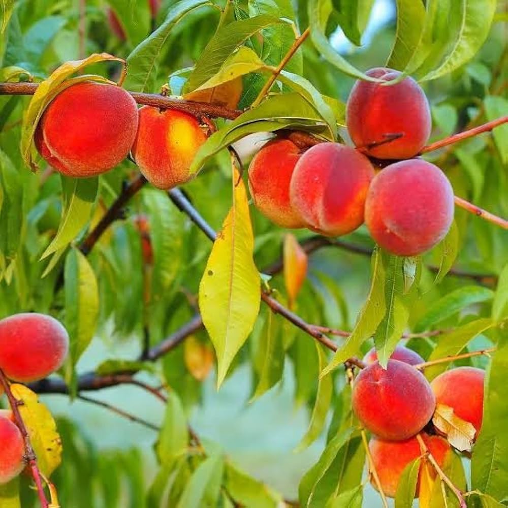 Nemaguard Peach Tree (Prunus persica) Fruit Pink Flower Seeds
