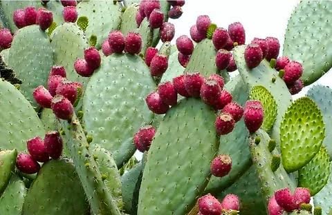 Pear Cactus Opuntia spp Plant Seeds for Planting in Desert Garden