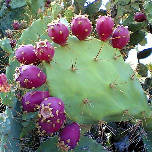 Pear Cactus Opuntia Spp Plant Seeds For Planting In Desert Garden heirloom non-gmo organic garden seeds