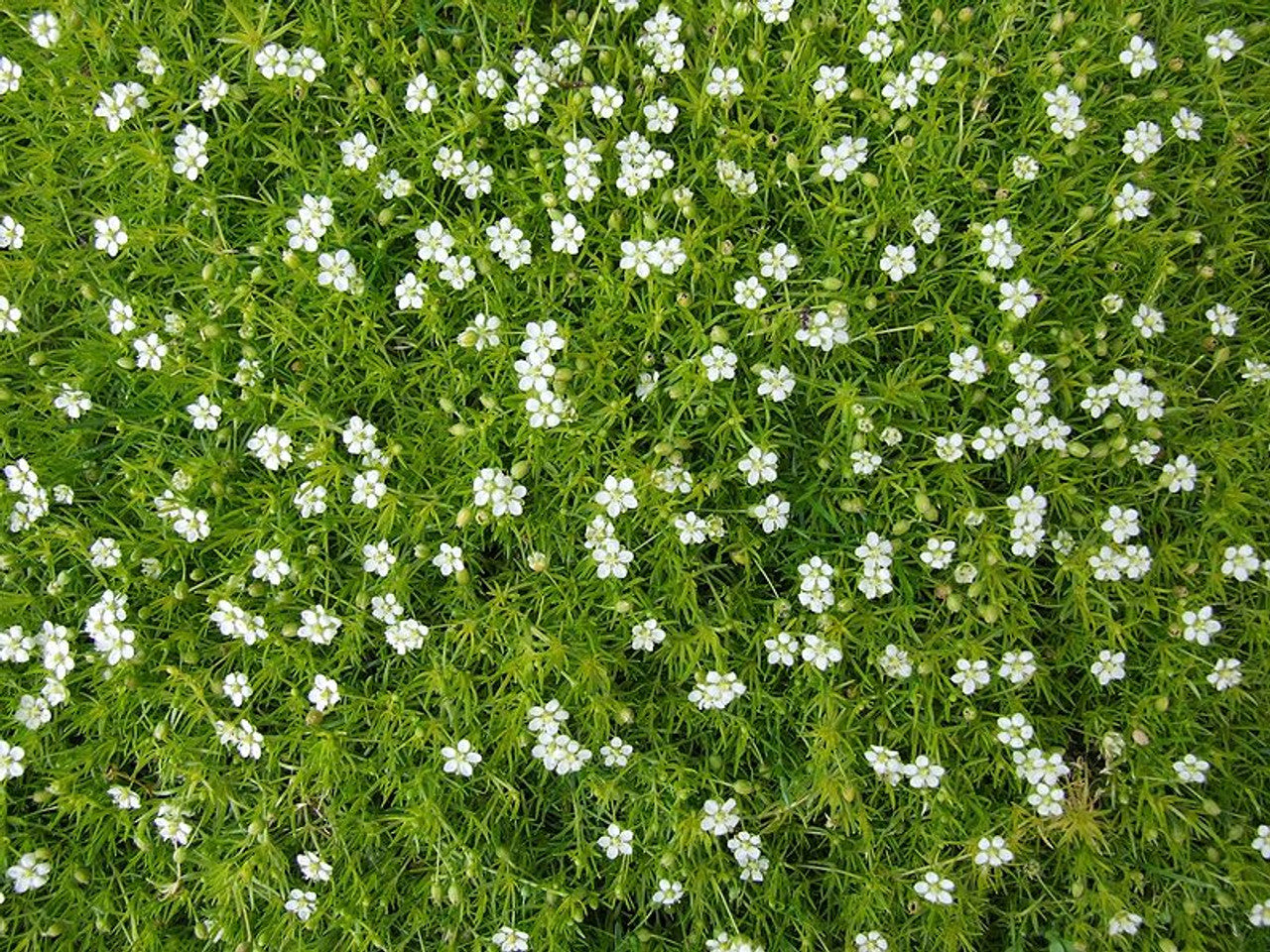Irish Moss Herb Seeds
