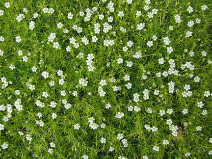 Irish Moss Herb Seeds