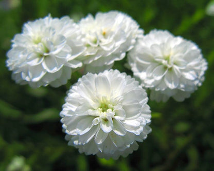 Pearl Yarrow (Achillea ptarmica) White Double Herb Flower Seeds