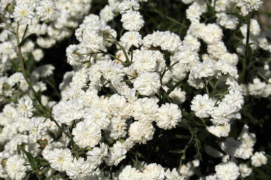 Pearl Yarrow Achillea Ptarmica White Double Herb Flower Seeds heirloom non-gmo organic garden seeds