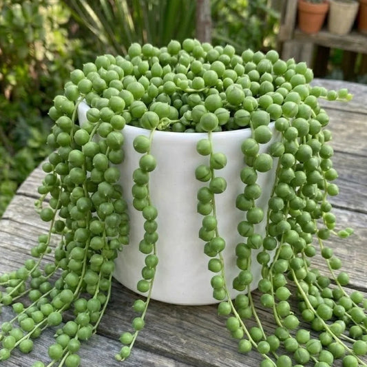 String of Pearl Plant Seeds for Vibrant Indoor Greenery