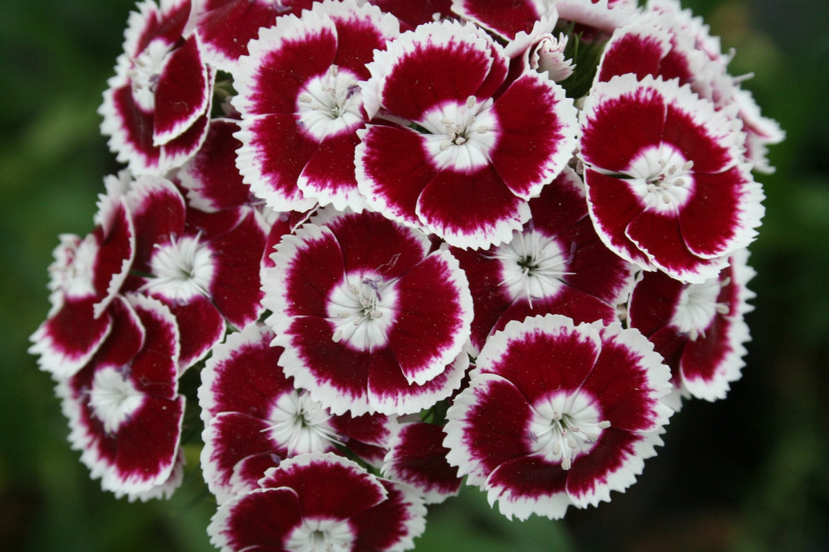 Dianthus (Dianthus Barbatus) seeds for planting in home garden