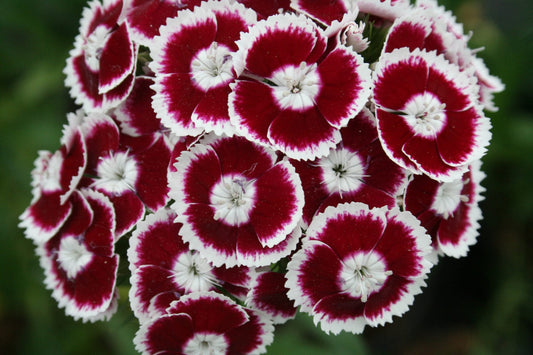 Dianthus (Dianthus Barbatus) seeds for planting in home garden