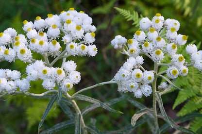 Semi di Fiore Farfalla Profumato Perpetuo (Anaphalis margaritacea)