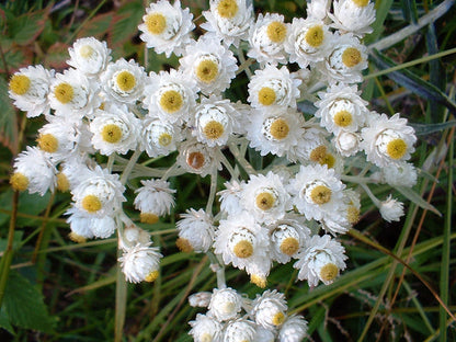 Pearly Everlasting Anaphalis Margaritacea Fragrant Butterfly Flower Seeds heirloom non-gmo organic garden seeds