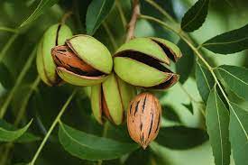 Hardy Pecan Tree (Carya illinoinensis) King Nut Native Fruit Tree Seeds – Large, Tasty Nuts