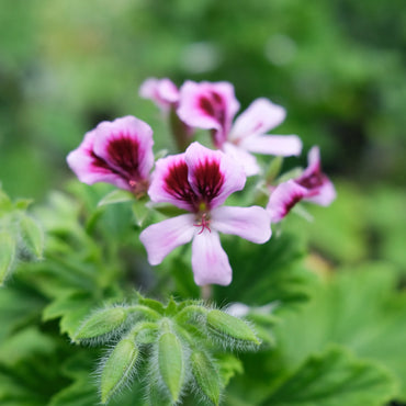 Pink Scented Geranium Flower seeds for Planting - Cottage Garden Essential, Heirloom & GMO Free Seeds for Home Garden