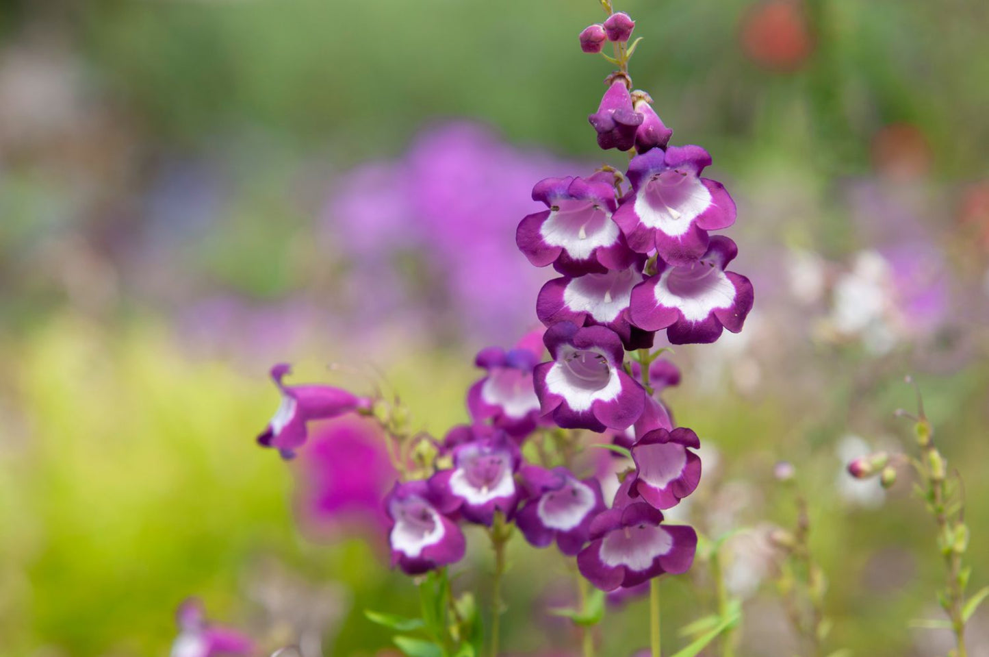 Pink Penstemon Flower Seeds