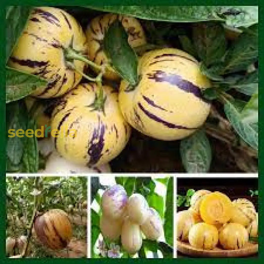 Pepino Dulce Melon Pear Seeds For Easy Planting heirloom non-gmo organic garden seeds