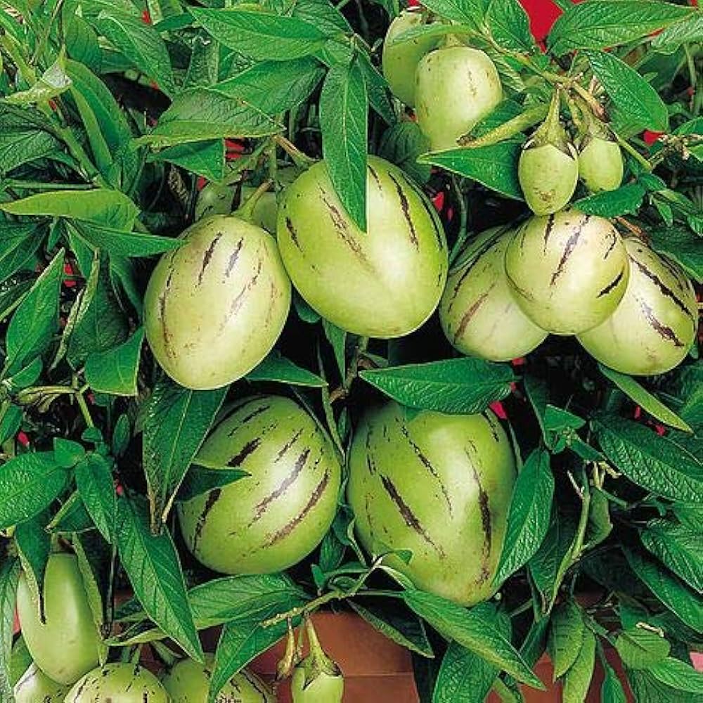 Pepino Dulce Melon Seeds Unique Fruit Planting For Your Garden heirloom non-gmo organic garden seeds