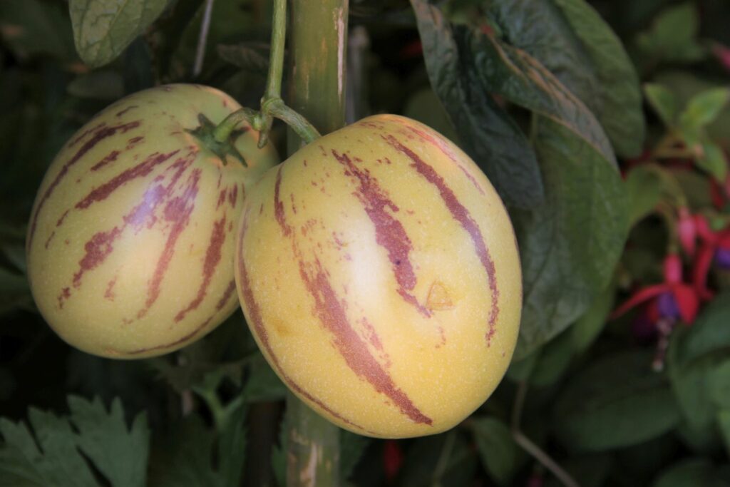 White Purple Pepino Melon Fruit Seeds for Sweet Harvest Planting