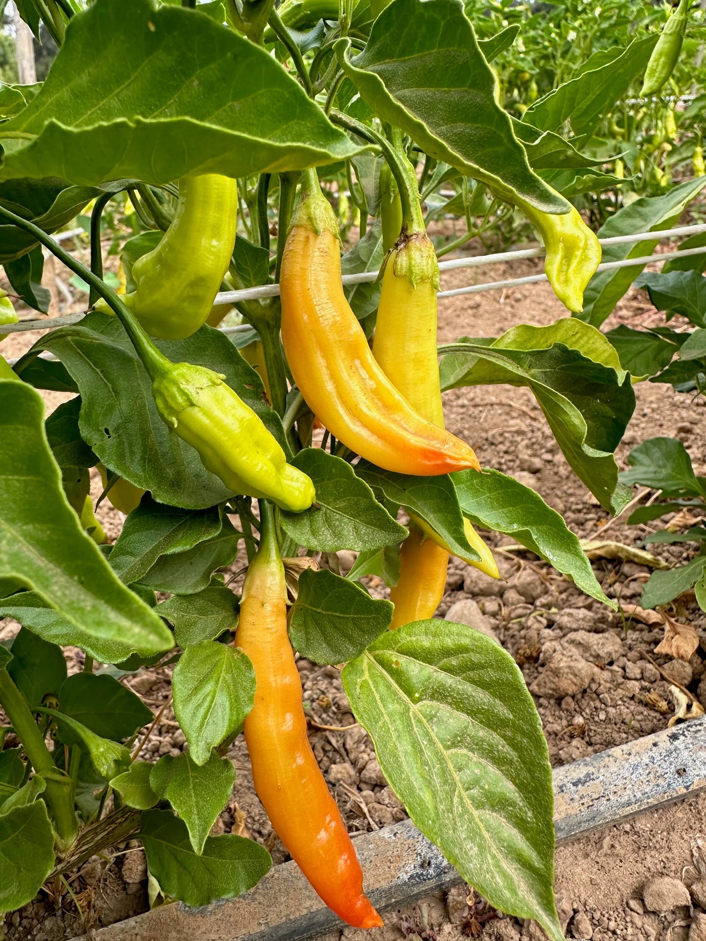 Aji Amarillo Pepper Vegetable Seeds