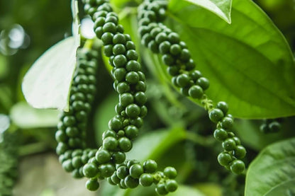 Black Peppercorn (Piper nigrum) Spice Vine Seeds – Grow Your Own Fresh Black Pepper