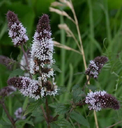 Peppermint Mint Mentha Piperita heirloom non-gmo organic garden seeds