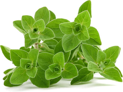 Greek Oregano Seeds (Origanum vulgare hirtum)