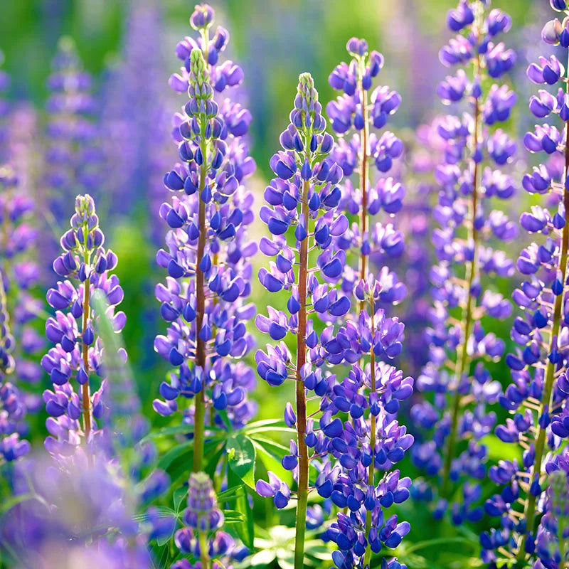 Blue Lupine Seeds For Planting Hardy Blooms