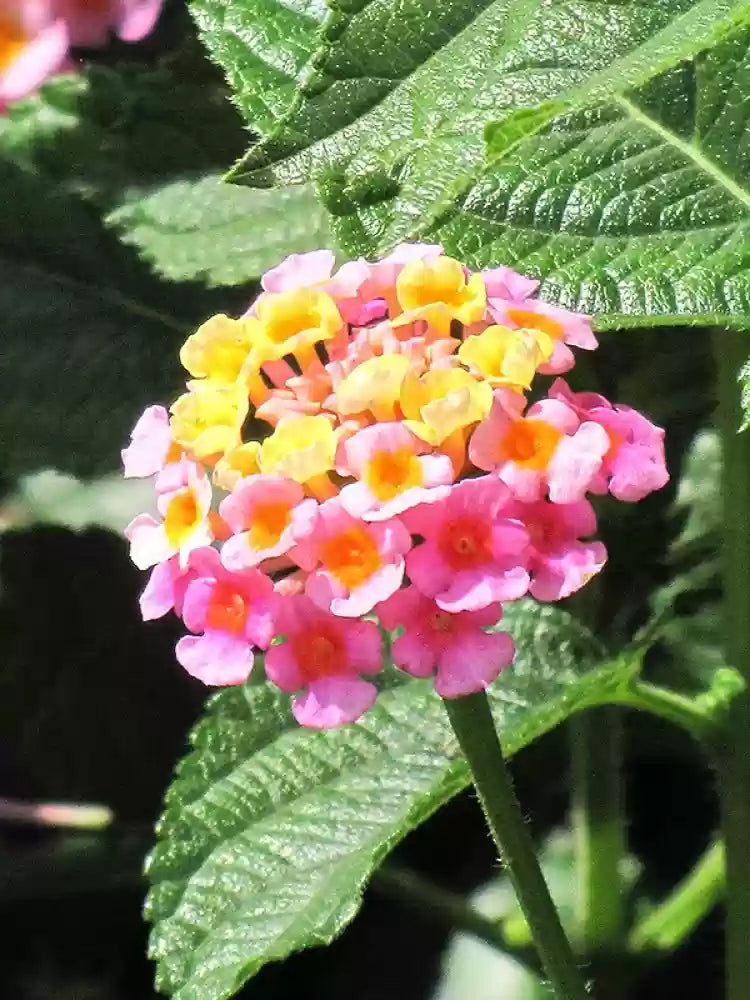 Lantana (Lantana Camara) seeds for planting in home garden