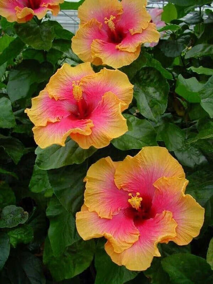 Pink Yellow Double Hibiscus Flower  Seeds