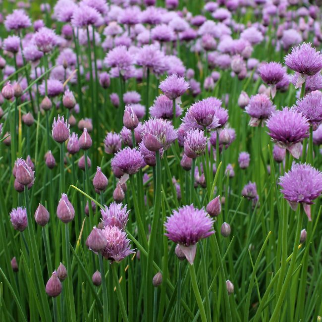Onion Chives (Allium schoenoprasum) Seeds