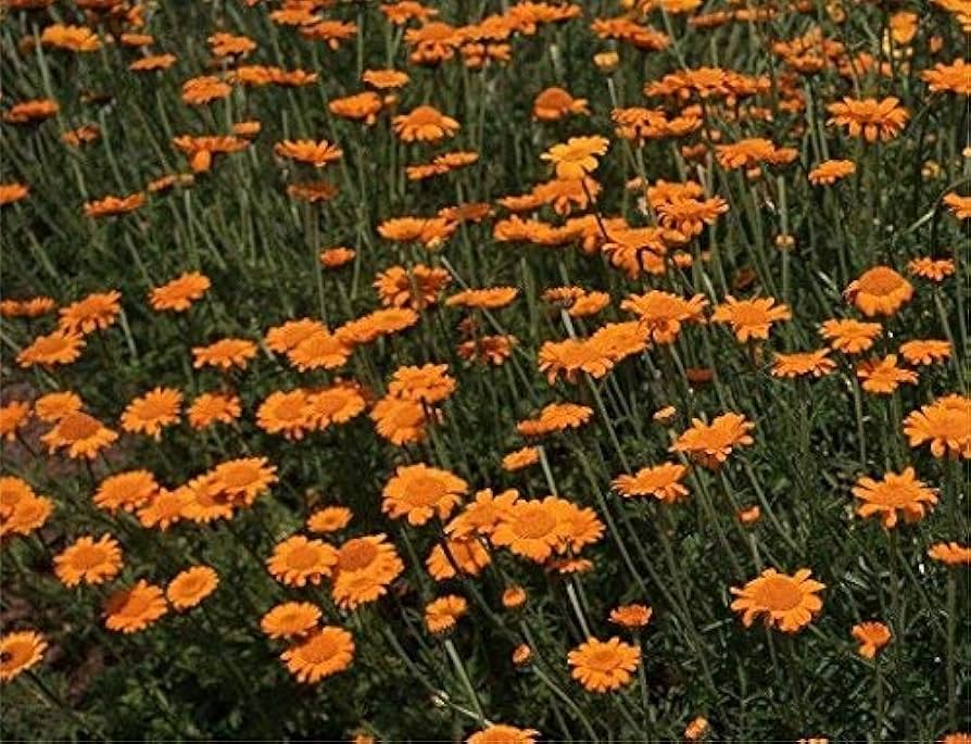 Orange Marguerite Daisy (Anthemis sancti-johannis Cota tinctoria) Flower Seeds