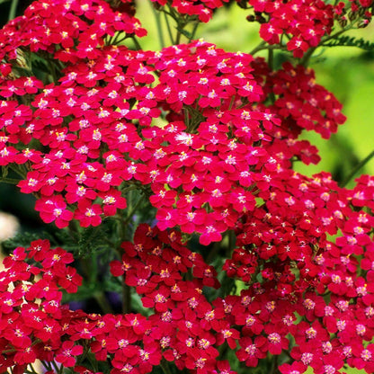 Red Yarrow (Achillea millefolium Rubra) Flower Seeds – 600 Seeds
