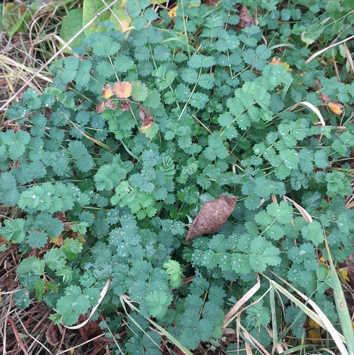 Salad Burnet Seeds (Sanguisorba minor)