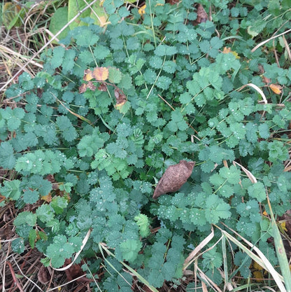 Salad Burnet Seeds (Sanguisorba minor)