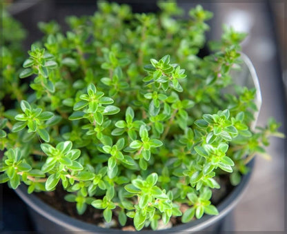 Thyme Seeds - Winter (Thymus vulgaris)