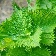 Green Shiso (Perilla frutescens) Ornamental Herb Seeds - Green & Purple