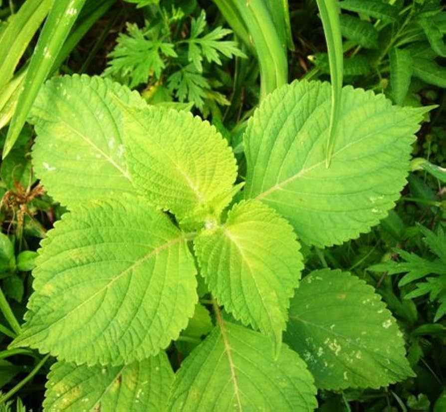 Shiso Seeds - Green (Perilla frutescens var. crispa)