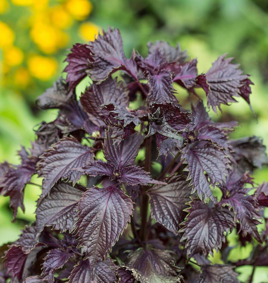 Shiso Seeds - Red (Perilla frutescens var. purpurea)