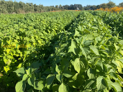 Mixed Perilla Seeds for Planting
