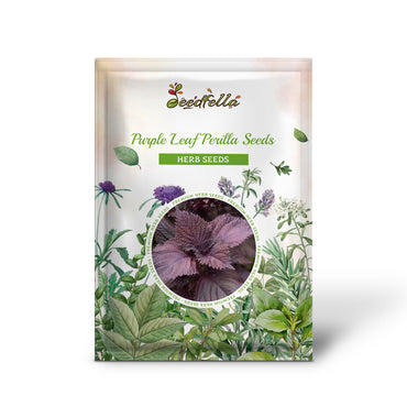 Purple Leaf Perilla Seeds for Easy Planting