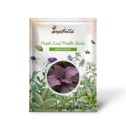 Purple Leaf Perilla Seeds for Easy Planting