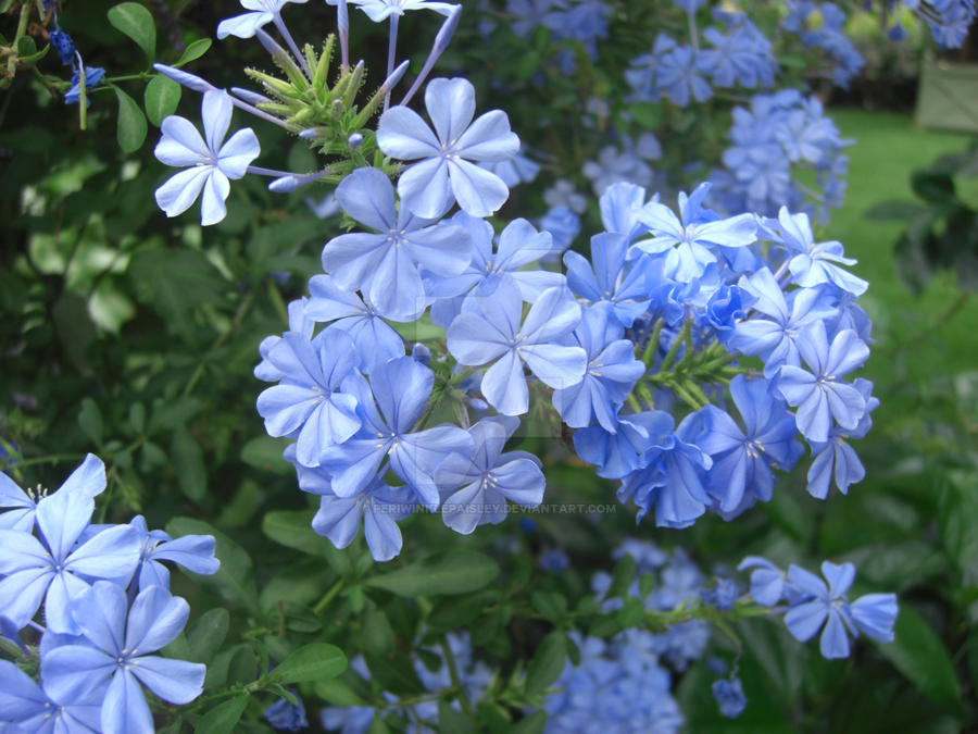 Sky Blue Periwinkle Flower seeds for Planting Garden Favorite Heirloom & GMO Free Seeds for Home Garden 
 
 Sale