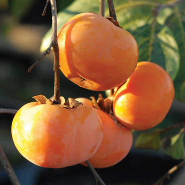 Süße italienische Kaki-Fruchtsamen