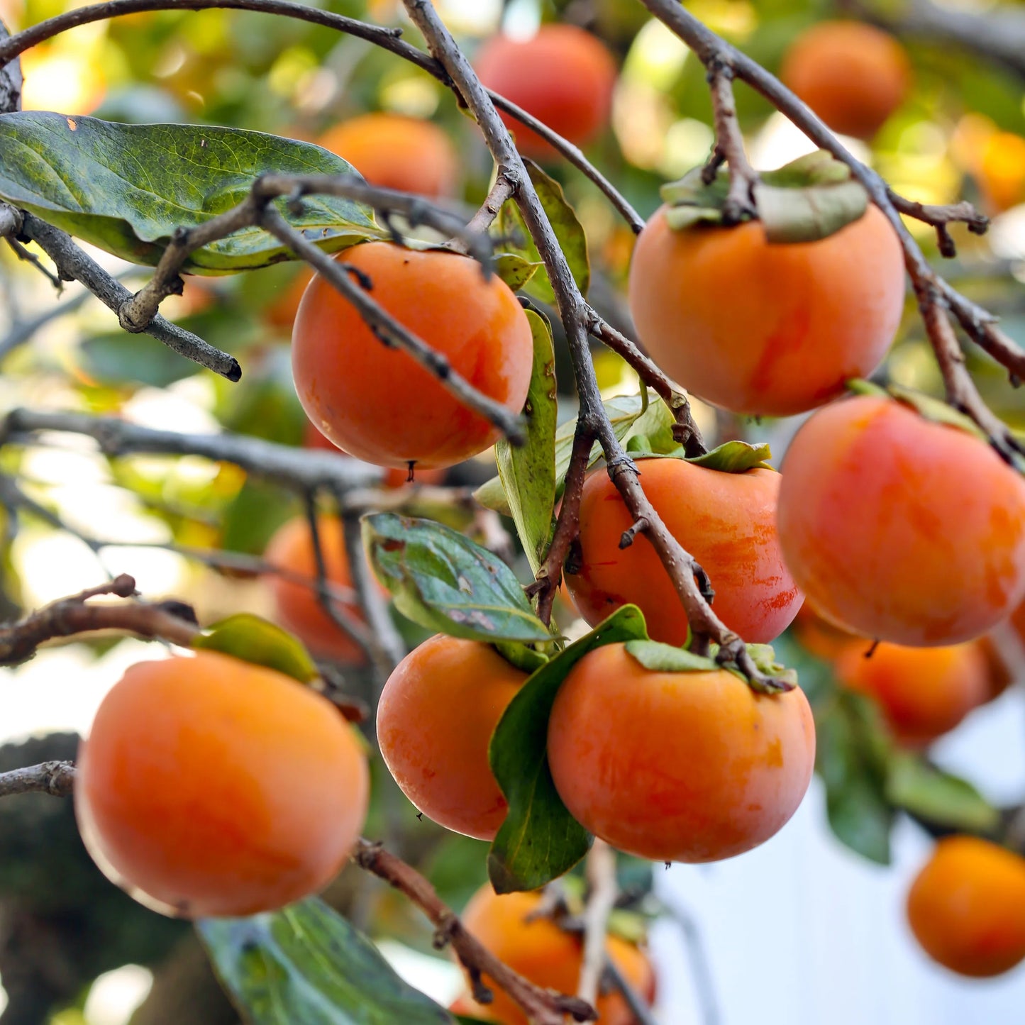 Süße italienische Kaki-Fruchtsamen