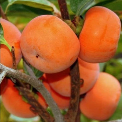 persimmon seeds for planting Persimmon Tree Fruit Seeds for Planting – Heirloom, Non-GMO, Easy to G – Pure Asia Seeds
