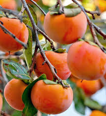 Yellow Persimmon Tree Seeds for Planting Grow Your Own Delicious Fruit