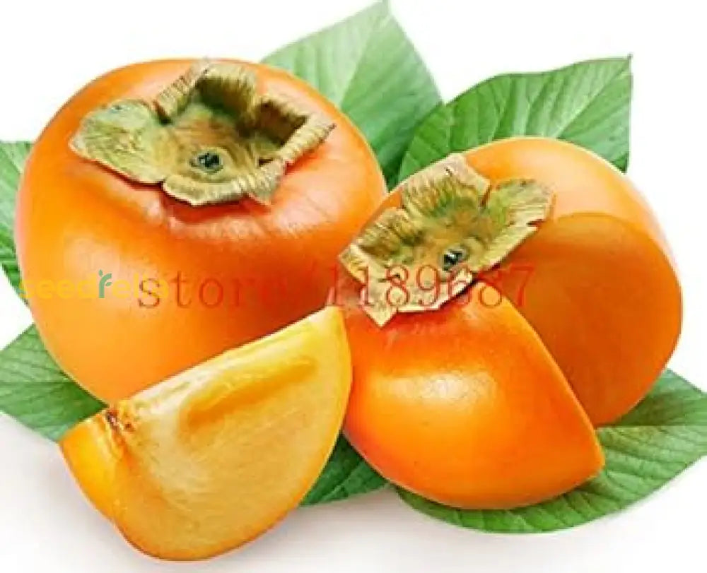 Orange Persimmon Seeds for Planting - Grow Juicy Fruit Trees