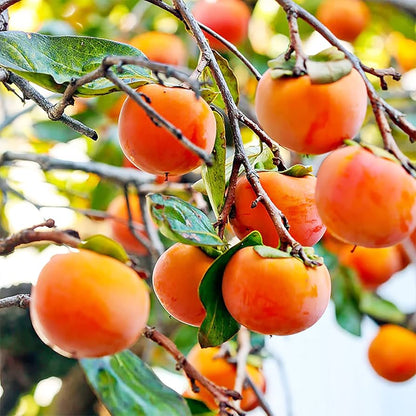 American Persimmon Tree (Diospyros virginiana) Fruit Seeds