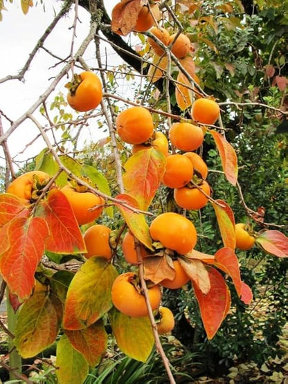 Yellow Persimmon Tree Seeds for Planting Grow Your Own Delicious Fruit